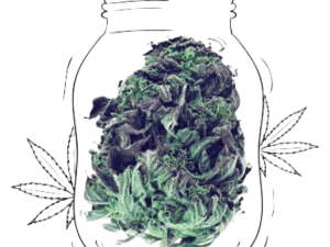 california haze