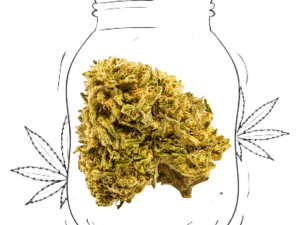 melon kush (copia)