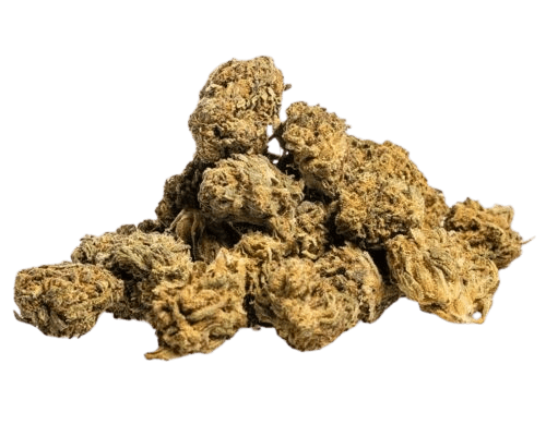 primer plano de una cima de marihuana cbd blueberry small buds con tricomas destacados y textura natural 500x390 removebg preview
