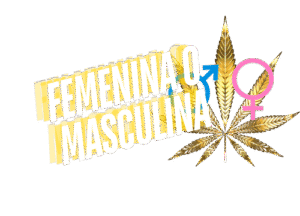 Cbd femenina masculina